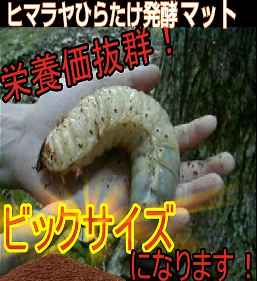 たっぷり100リットル☆カブトムシ幼虫が大きくなる！発酵マット☆雑虫湧きません！