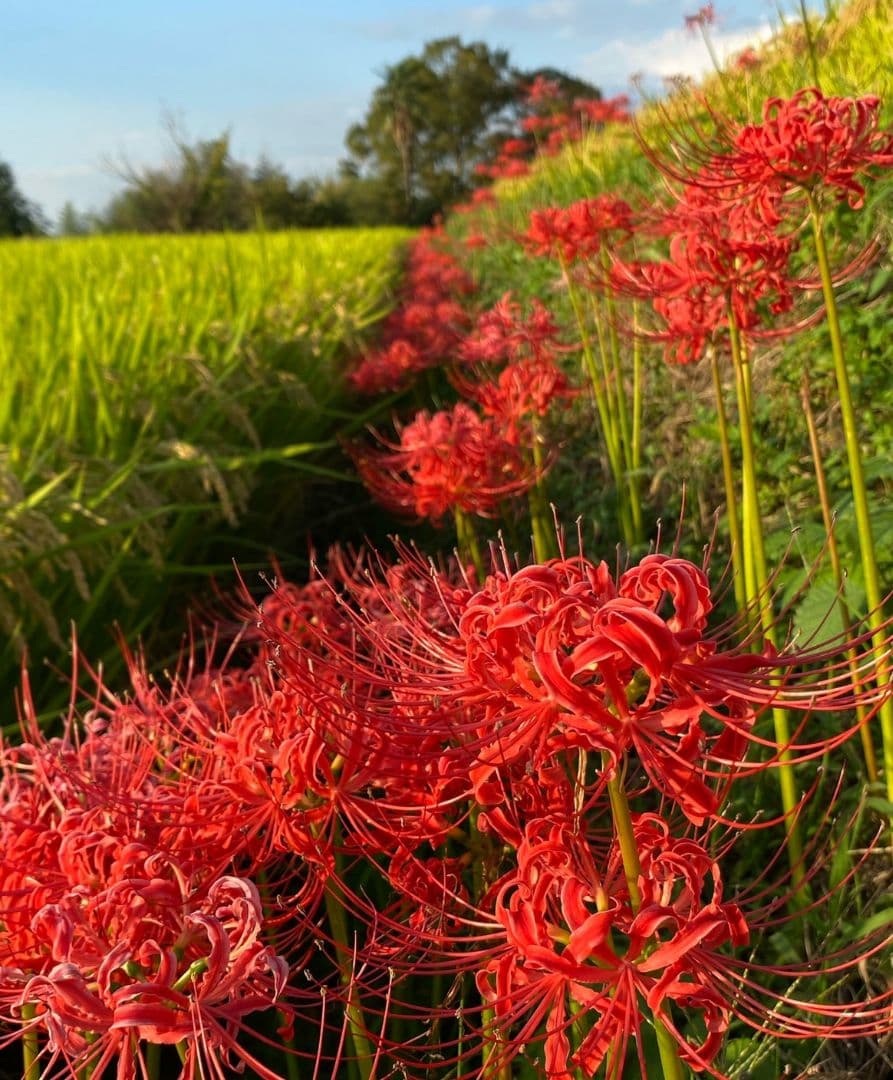 肉筆日本画　彼岸花、曼珠沙華　作家銘有り