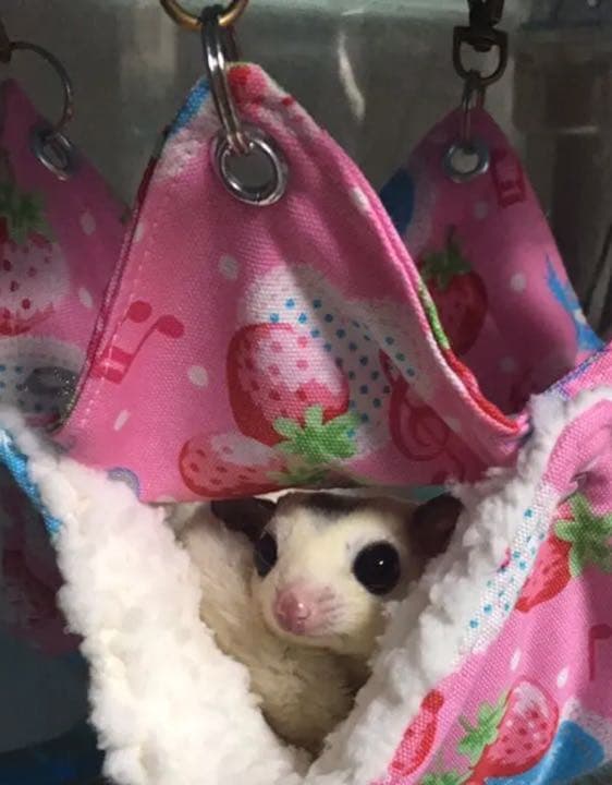 モモンガハウス（ブタ柄）フリースP・ネル生地  春（夏）冬仕様