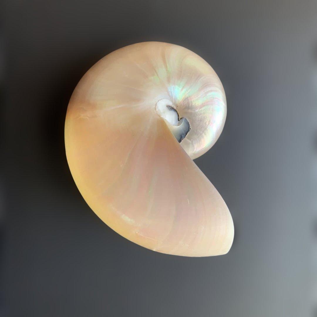 虹色光沢の螺旋貝殻