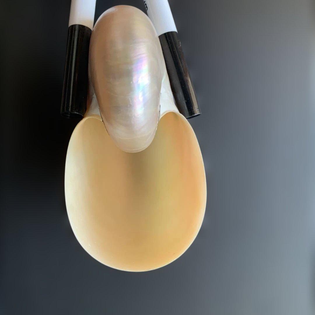 虹色光沢の螺旋貝殻