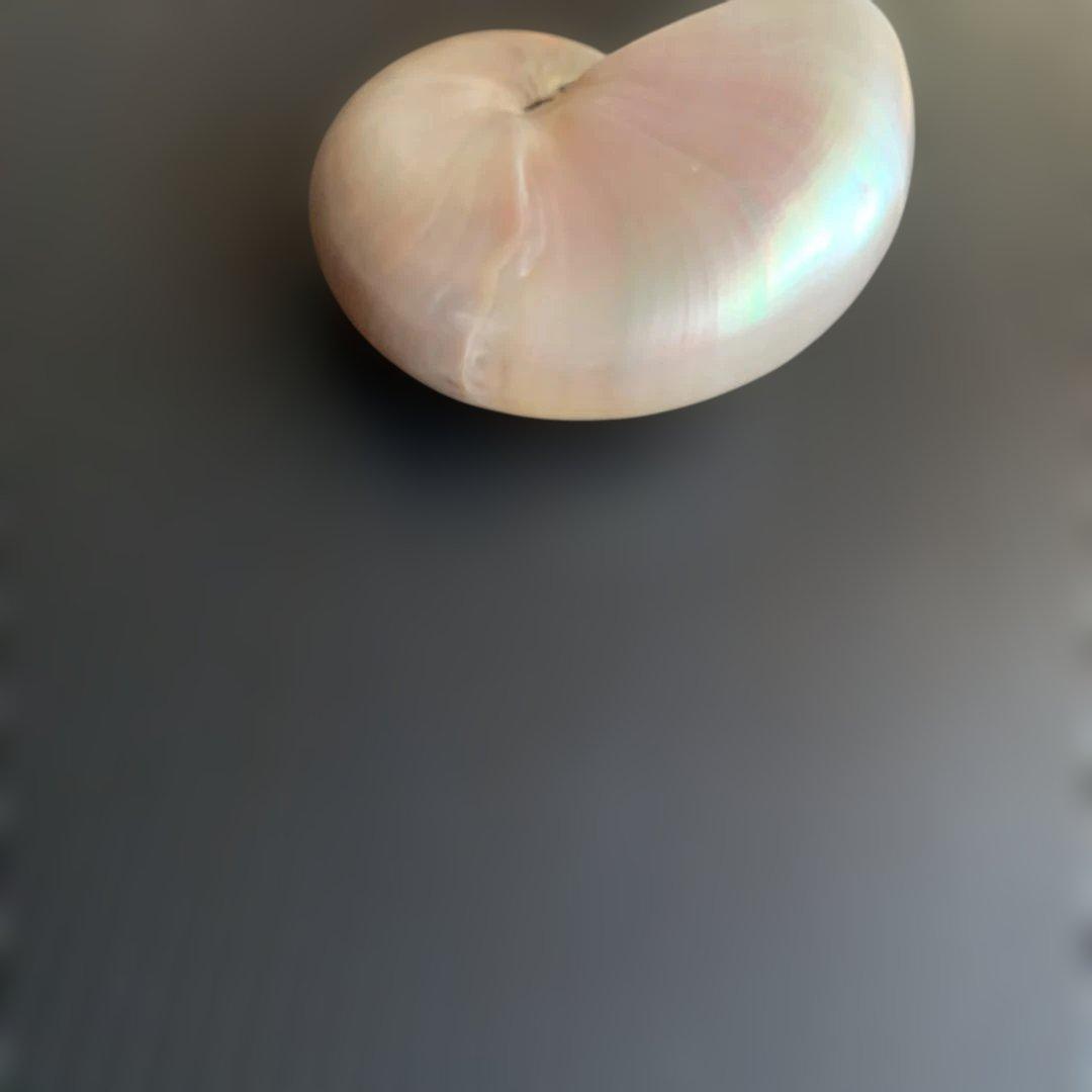 虹色光沢の螺旋貝殻