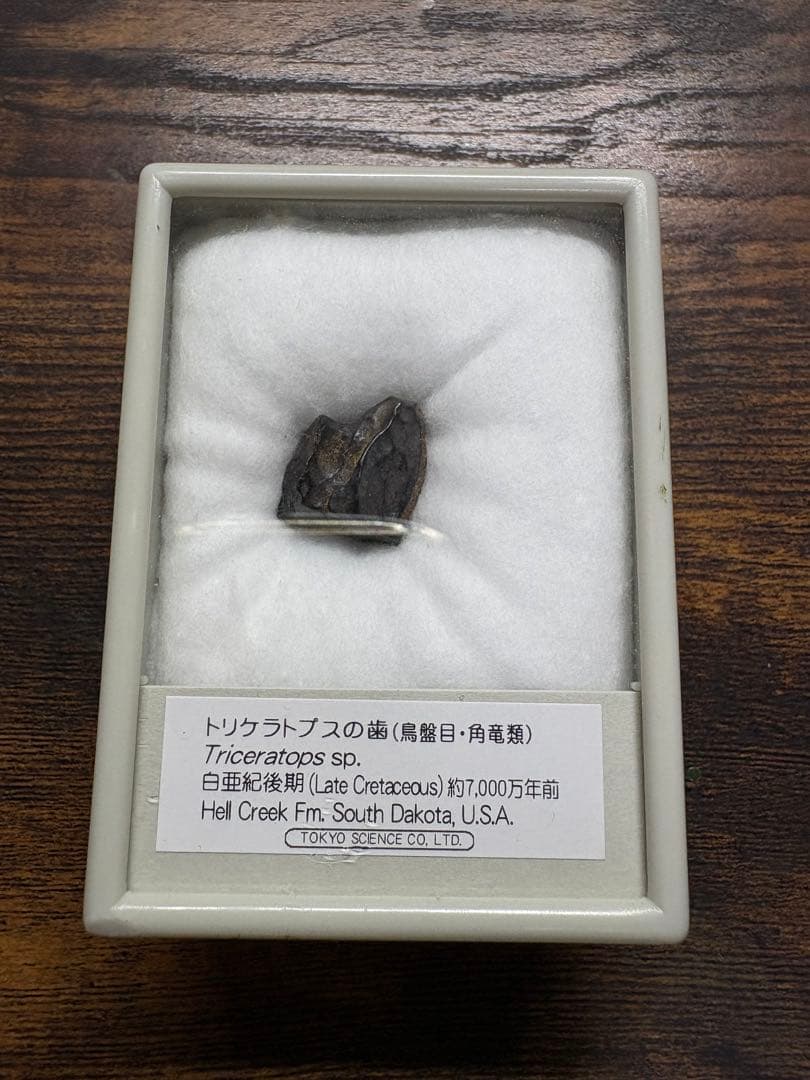 《極稀少品》トリケラトプスの歯（実物）