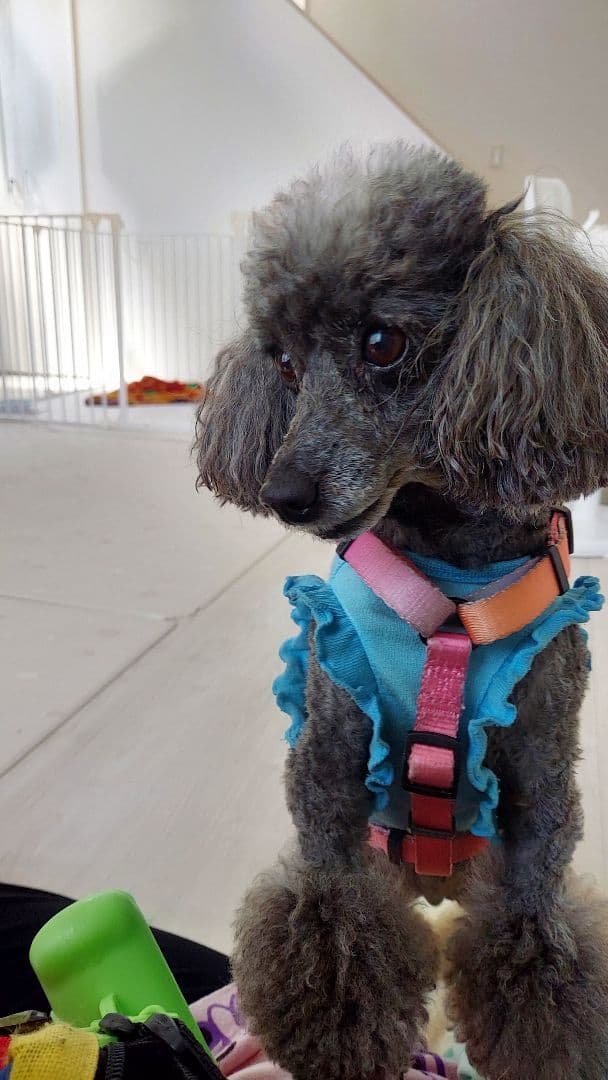 フェルト人形トイプードル