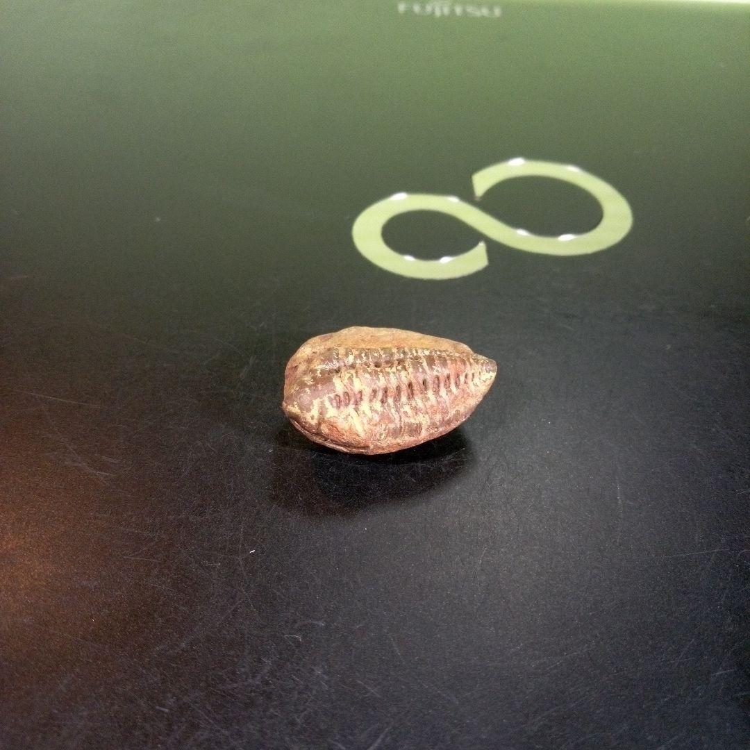 三葉虫　化石　fossil　海　ボリビア産　trilobite　海生動物分類⑩