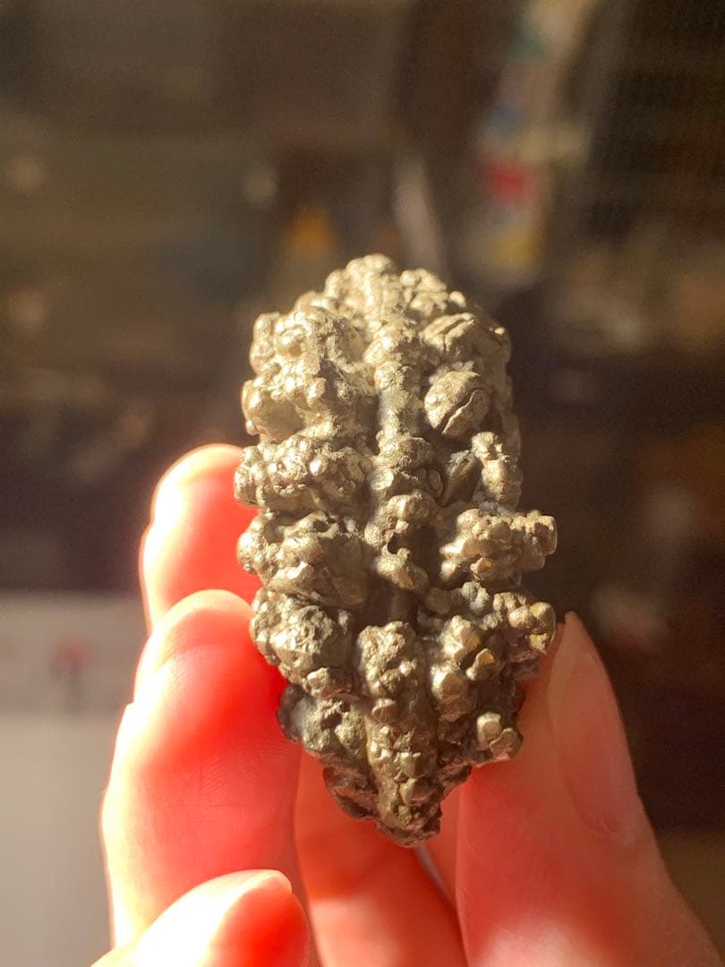 アンモナイト　パイライト　化石　黄鉄鉱　アンモライト　恐竜　爪　歯　牙　三葉虫