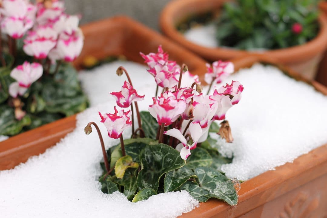 Canon EOS Kiss X50 レッド ef50mm f/1.8stm