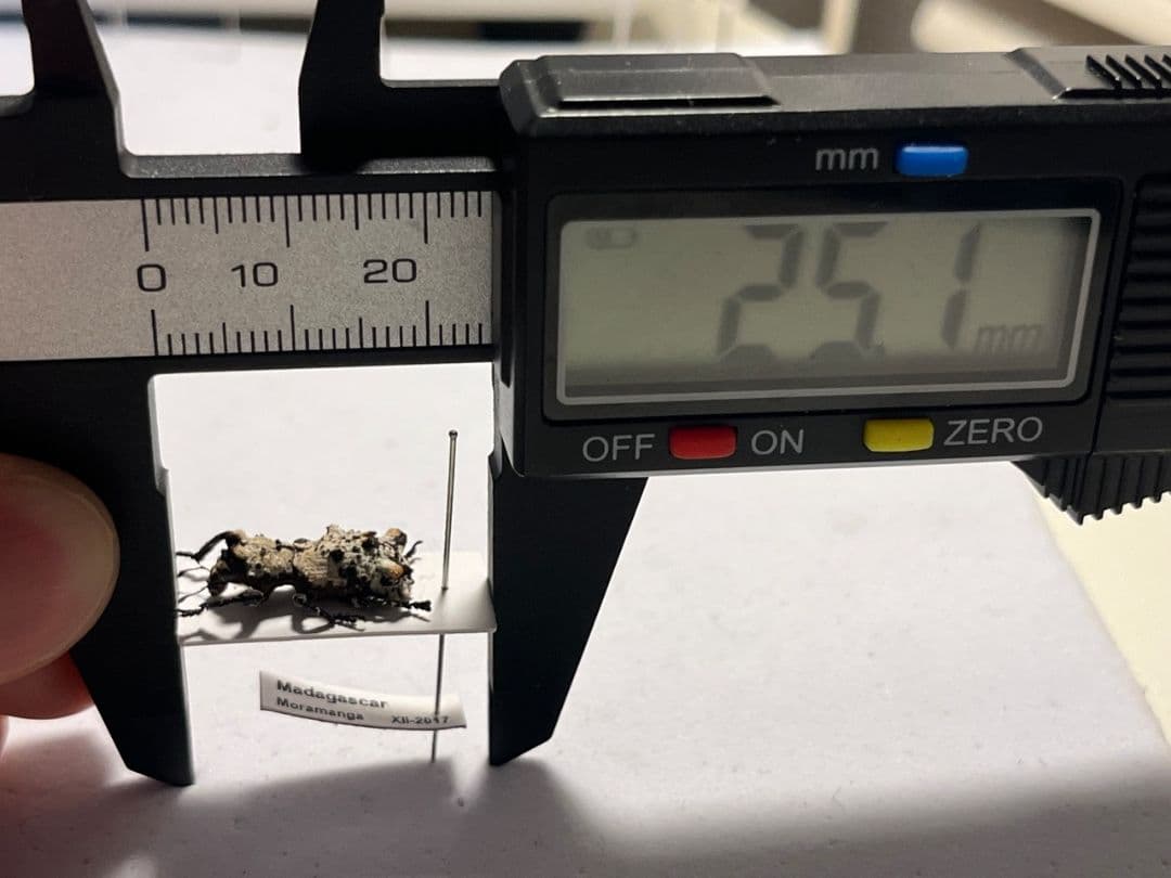 【15mm】シロミノケブカゾウムシ ？標本 タマムシ コメツキ カミキリ