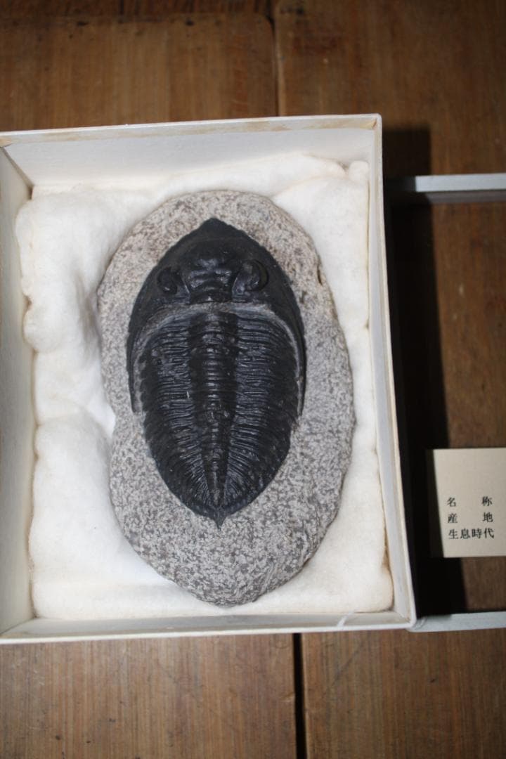 モロッコ産出　三葉虫　odontochi li sp（デボン紀中期）化石標本