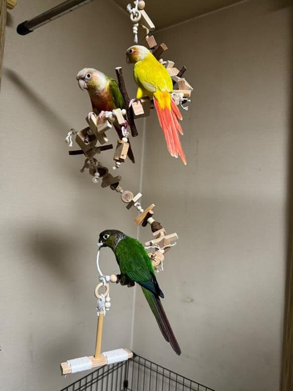 2ロング　自然素材　ウッドクライミング　中型インコ　ガジガジバードトイ　止まり木