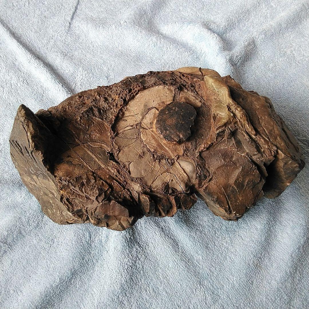 【珍しいアンモナイト化石(約４.５kg )・北海道:羽幌産:白亜紀】