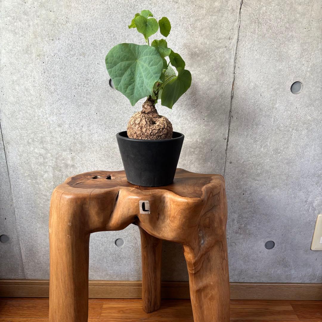 スツール L⭐︎送料込み⭐︎