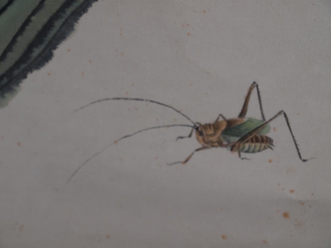 民間仕入れ品　中国斉白石　時代の　掛け軸　肉筆絵 DE532A6-3