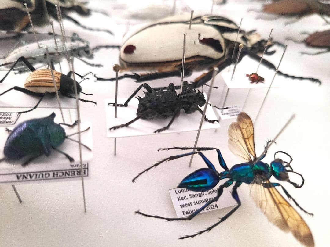 まるでゴジラのようなゾウムシ