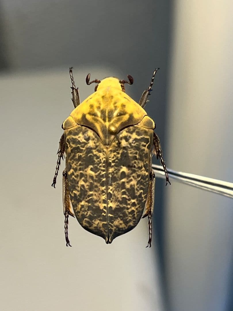 【24mm】カスミアヤヒシムネハナムグリ 標本 カナブン プラチナコガネタマムシ