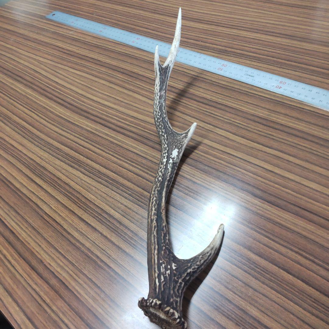 ニホン鹿の角 5本