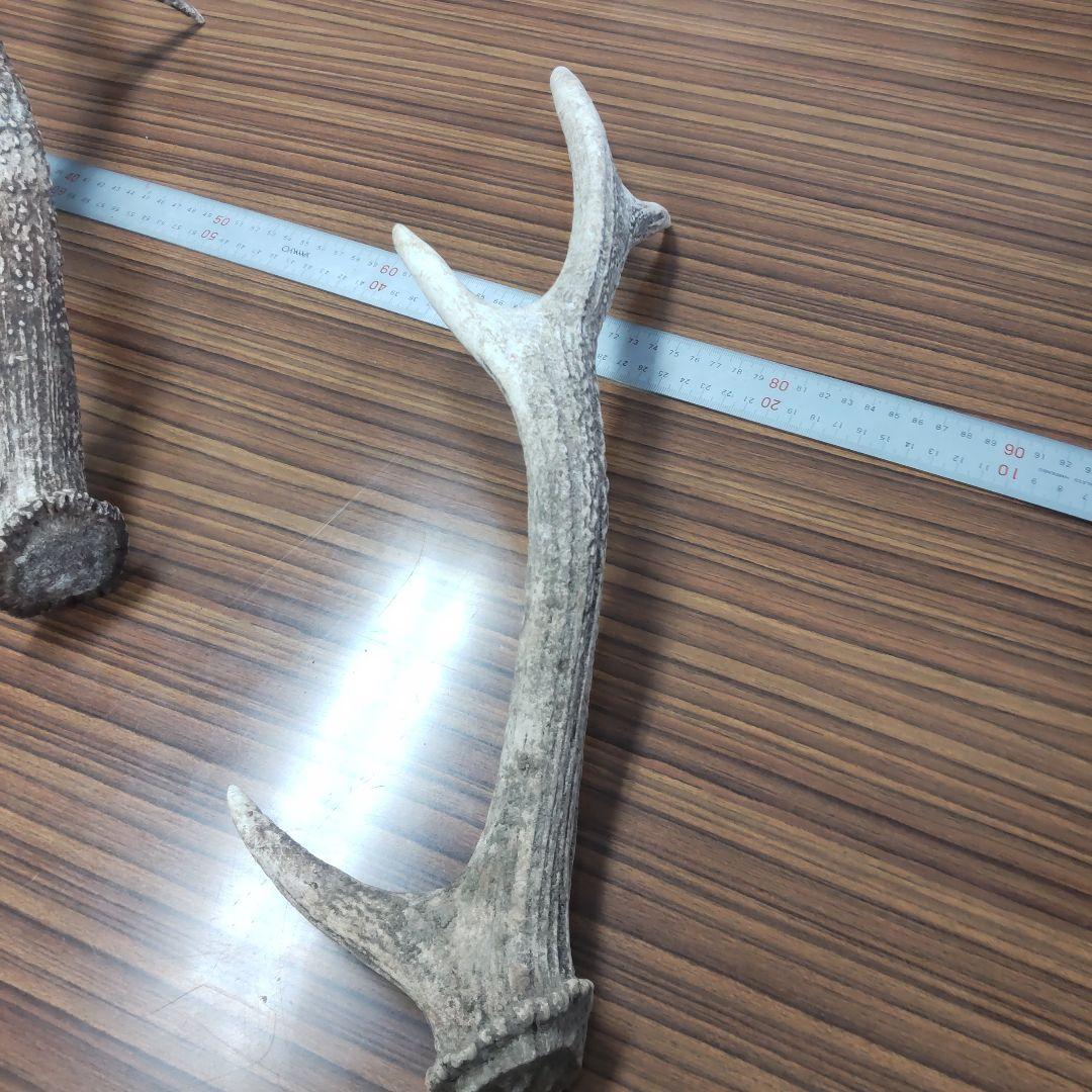 ニホン鹿の角 5本