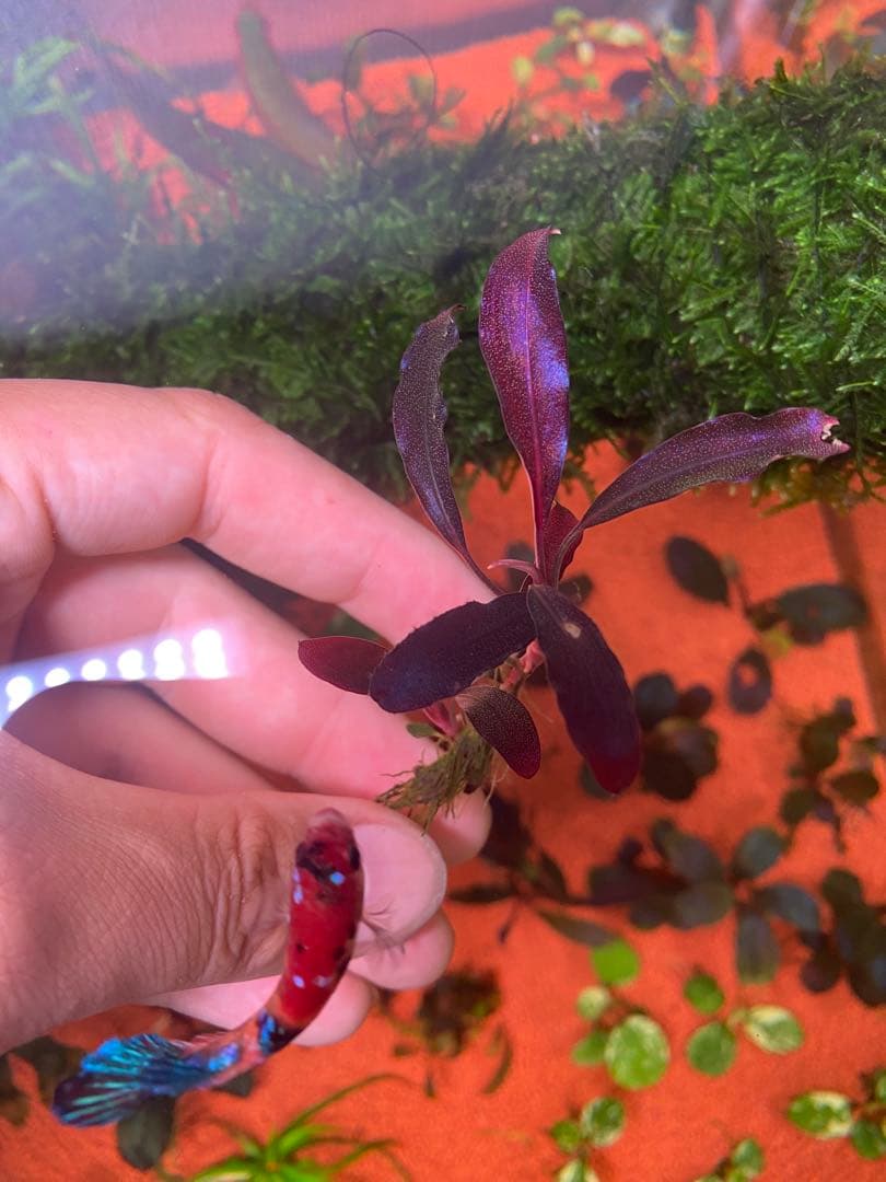 た*う様 ブセファランドラspゴーストカリマンタン 小群生株