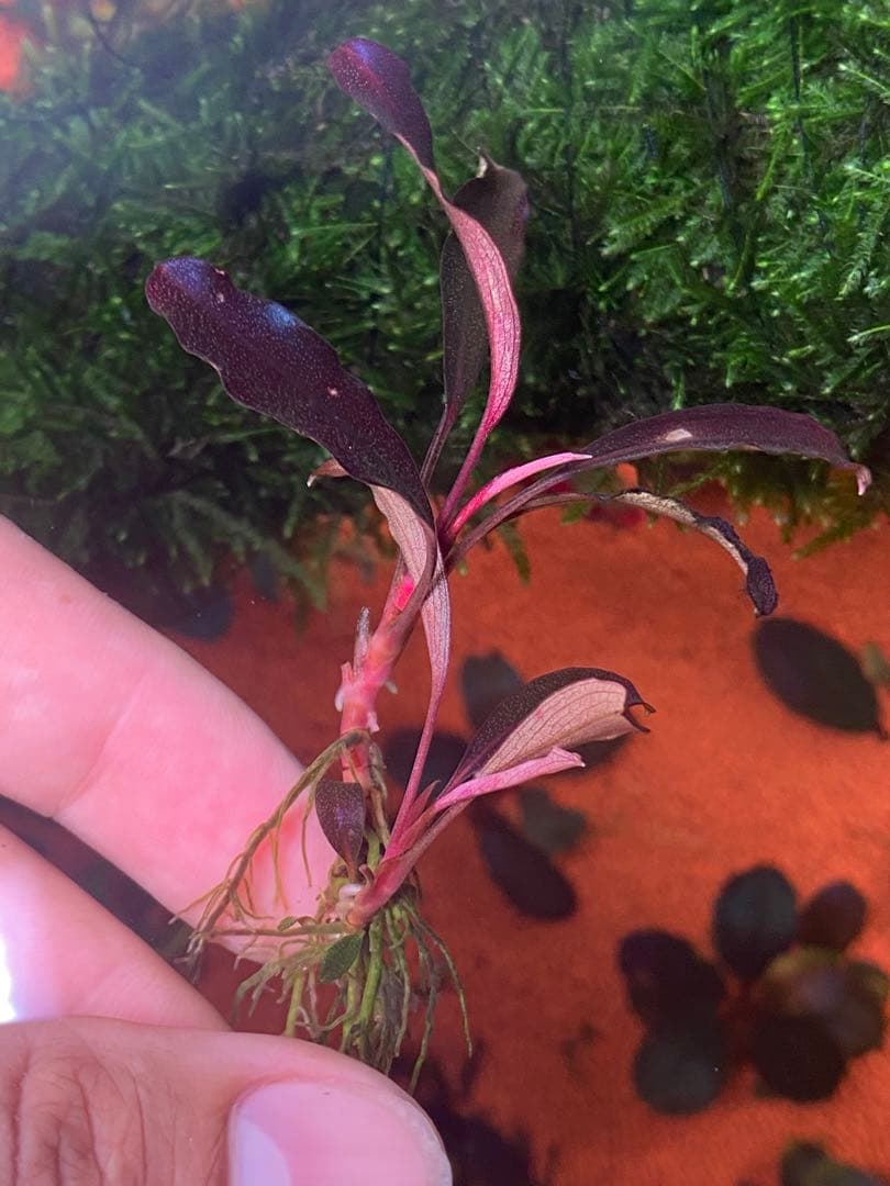 た*う様 ブセファランドラspゴーストカリマンタン 小群生株