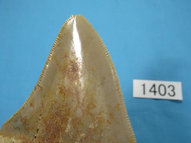 化石 サメの歯・メガロドン・インドネシア・8.5cm・No.1403