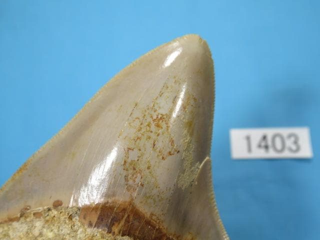 化石 サメの歯・メガロドン・インドネシア・8.5cm・No.1403