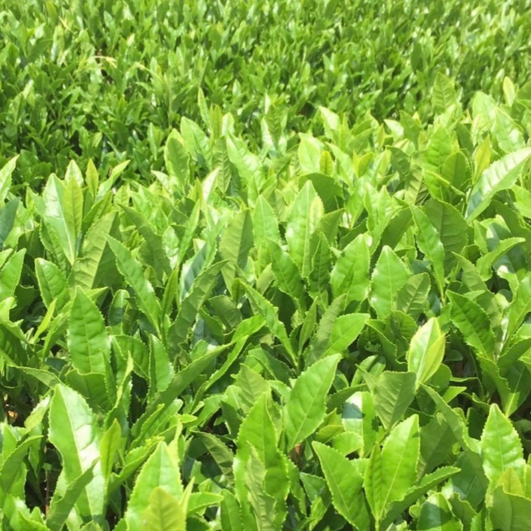 八女茶　　緑茶(特上煎茶)750円20袋 クララです。