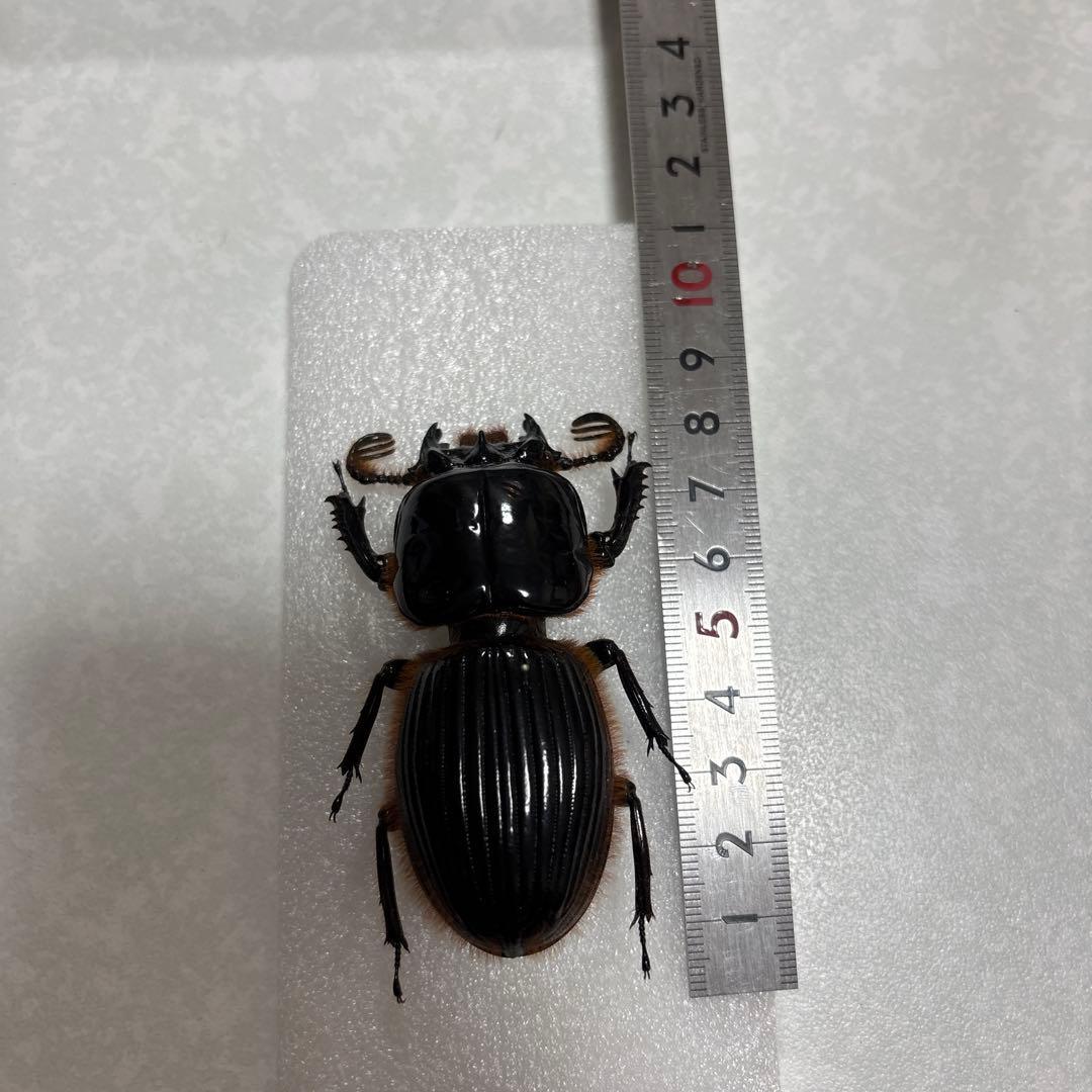 オバケクロツヤムシ　75.5ミリ