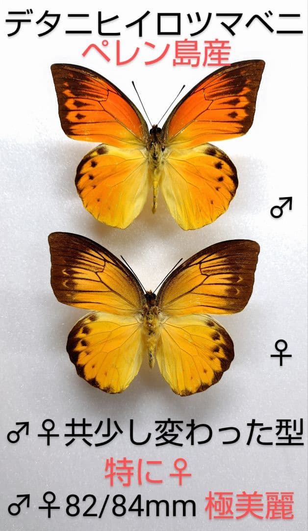 デタニヒロツマベニ♂♀標本★ペレン島産★正常型より変わった型美麗個体‼️