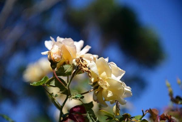 レンズ(ズーム) Nikon AF-S NIKKOR 24-85mm f/3.5-4.5 VR