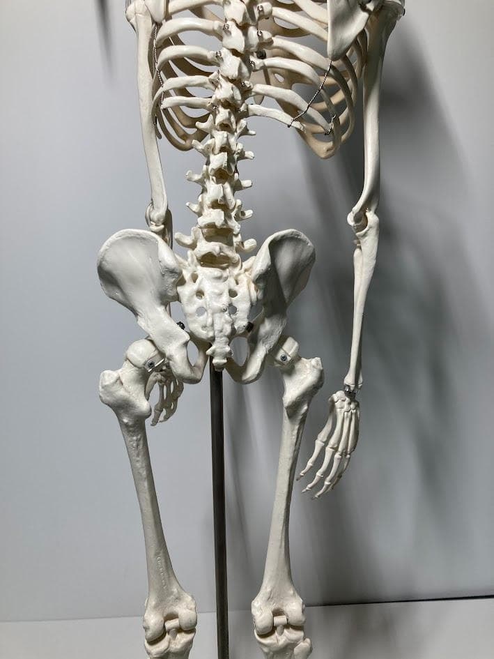 3B Scientific 1/2全身骨格模型