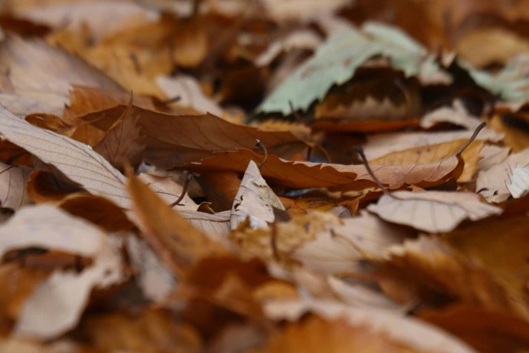 Canon EF 70-300mm F4.5-5.6 DO IS　ジャンク