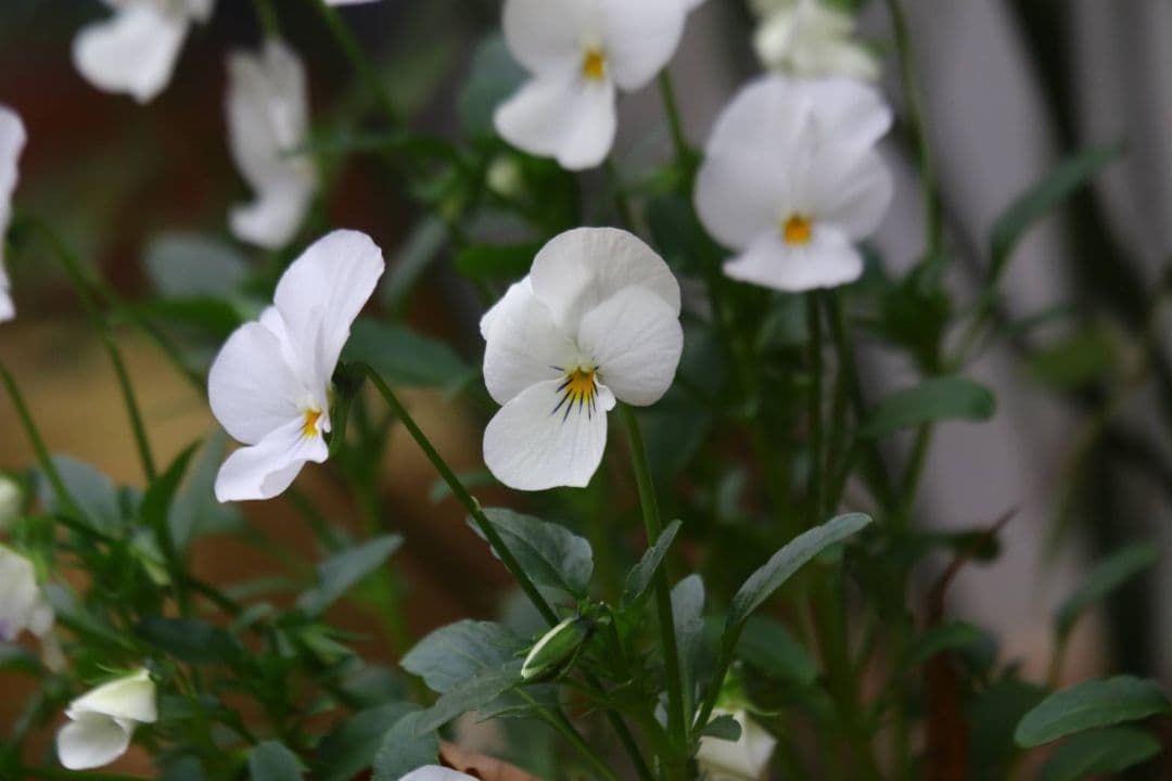 Canon EF 70-300mm F4.5-5.6 DO IS　ジャンク