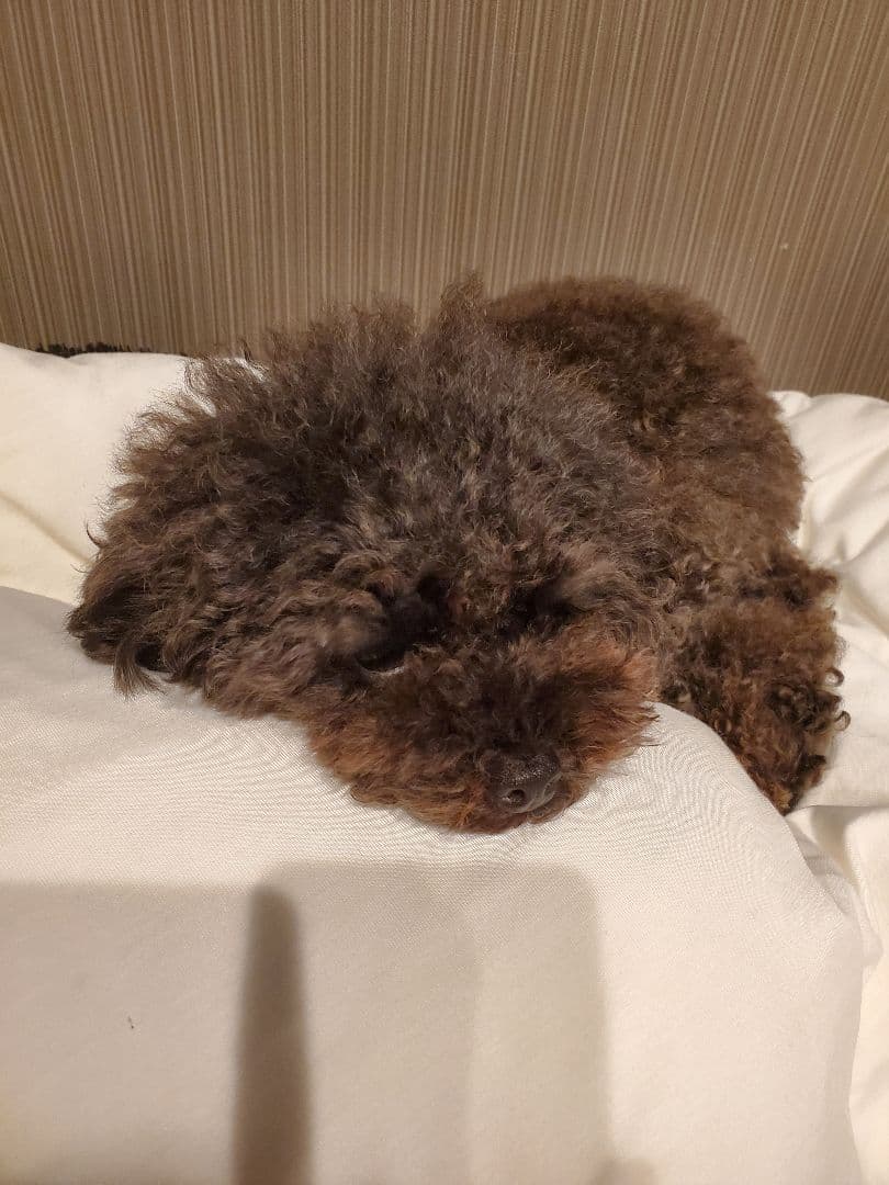 かぷ様 ご確認用...♪*゜