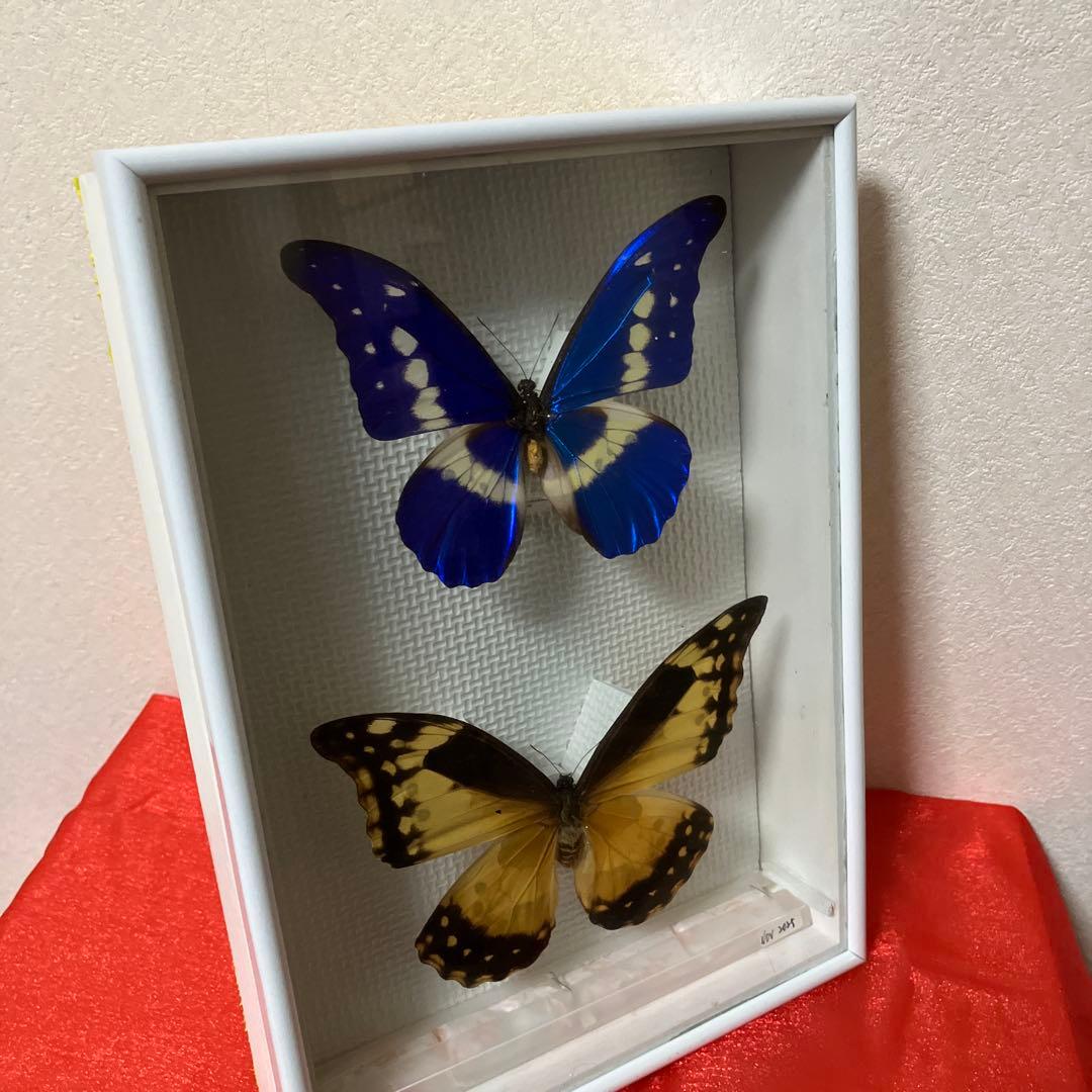 大型ヘレナモルフォペア