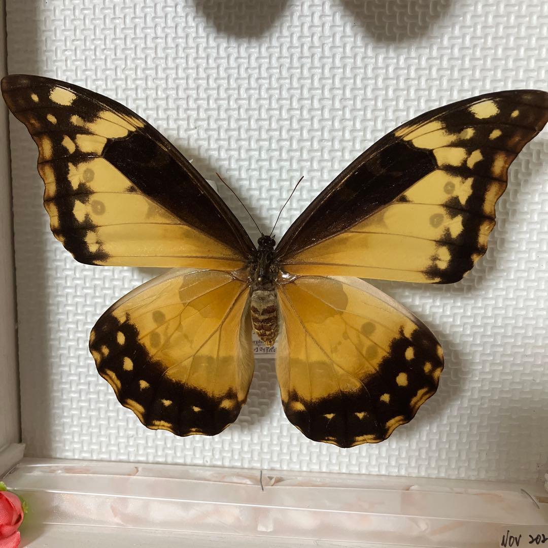 大型ヘレナモルフォペア