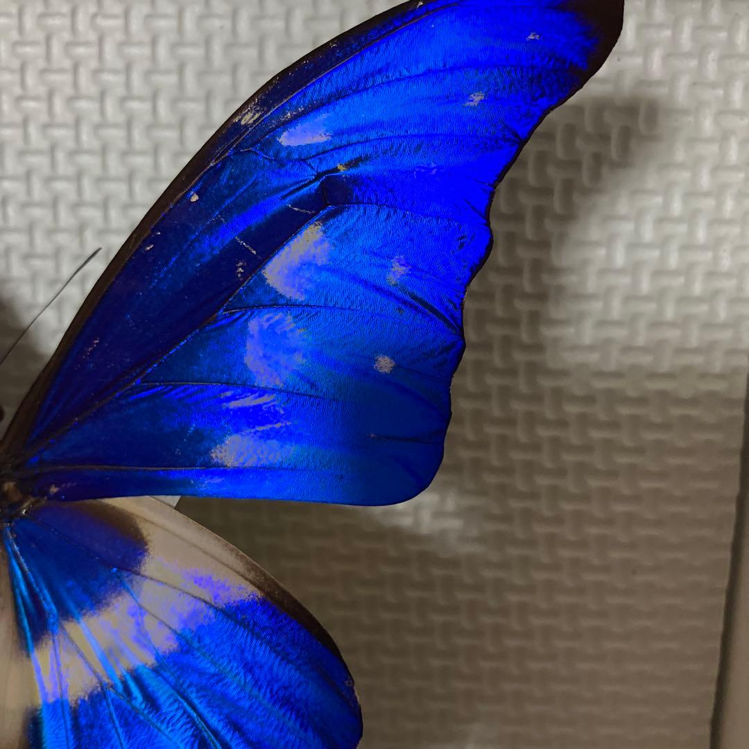 大型ヘレナモルフォペア