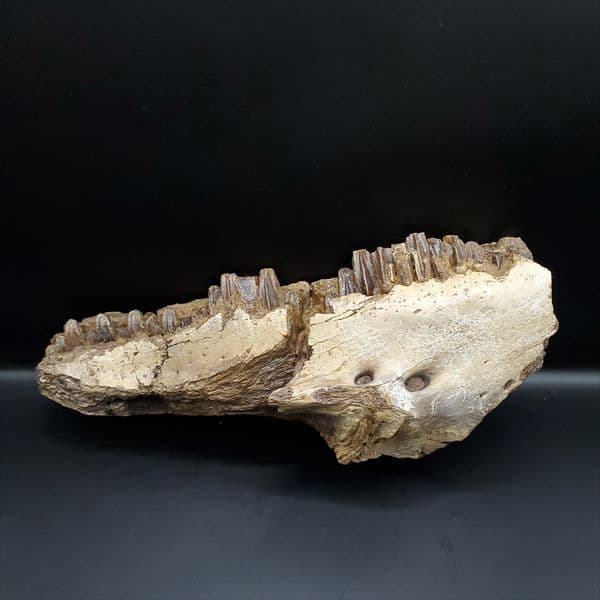 グリポサウルス 化石 デンタルバッテリー 上顎 本物 209mm fr25