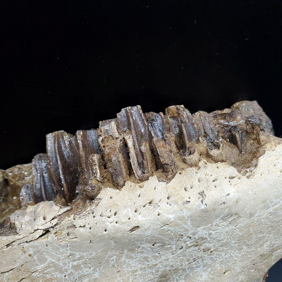 グリポサウルス 化石 デンタルバッテリー 上顎 本物 209mm fr25