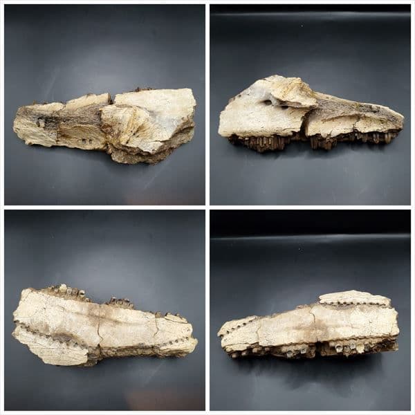 グリポサウルス 化石 デンタルバッテリー 上顎 本物 209mm fr25