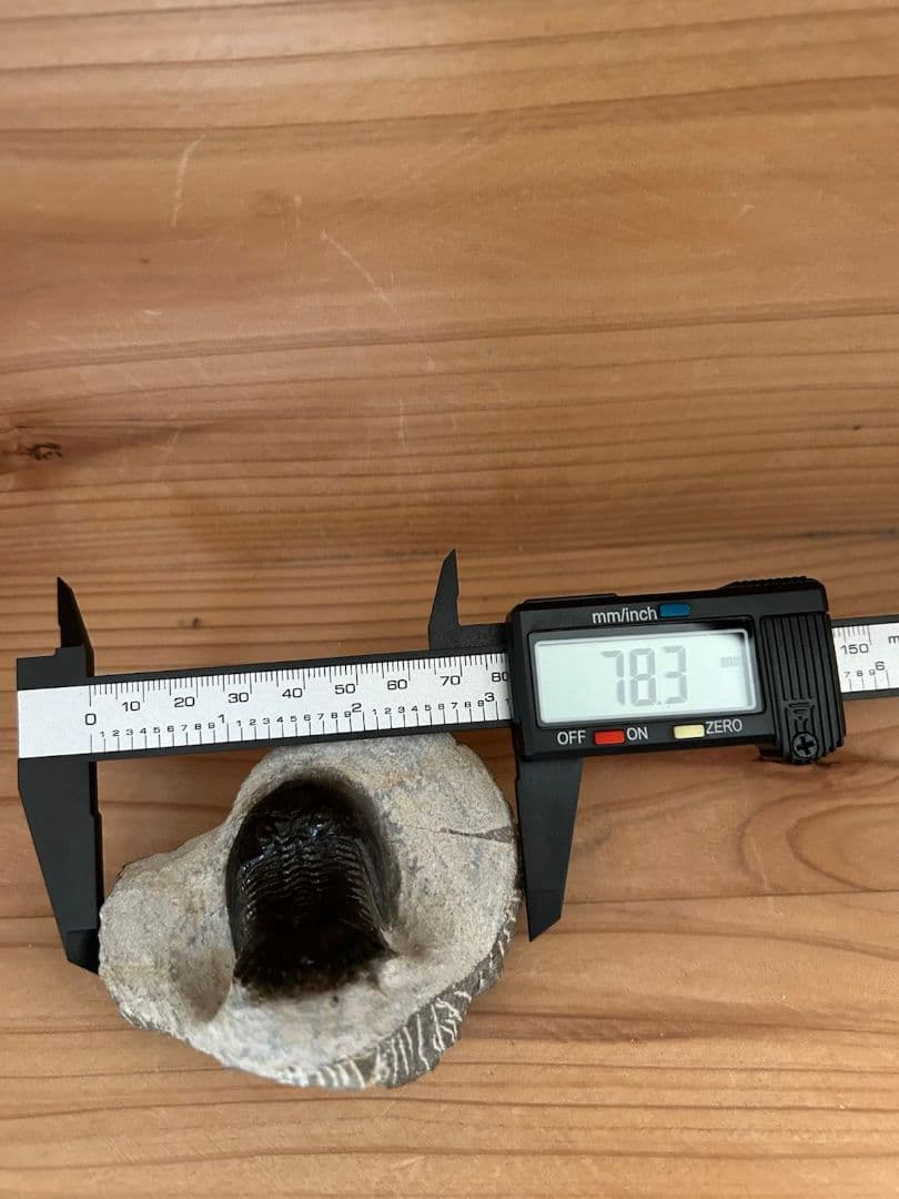 三葉虫モロッコ産⑥ホラルドプスHollardops？化石デボン紀修復跡有り