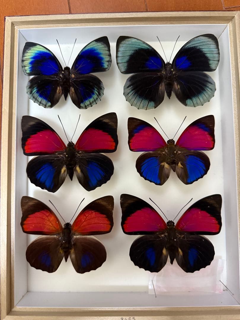 美しい蝶の標本 6匹セット