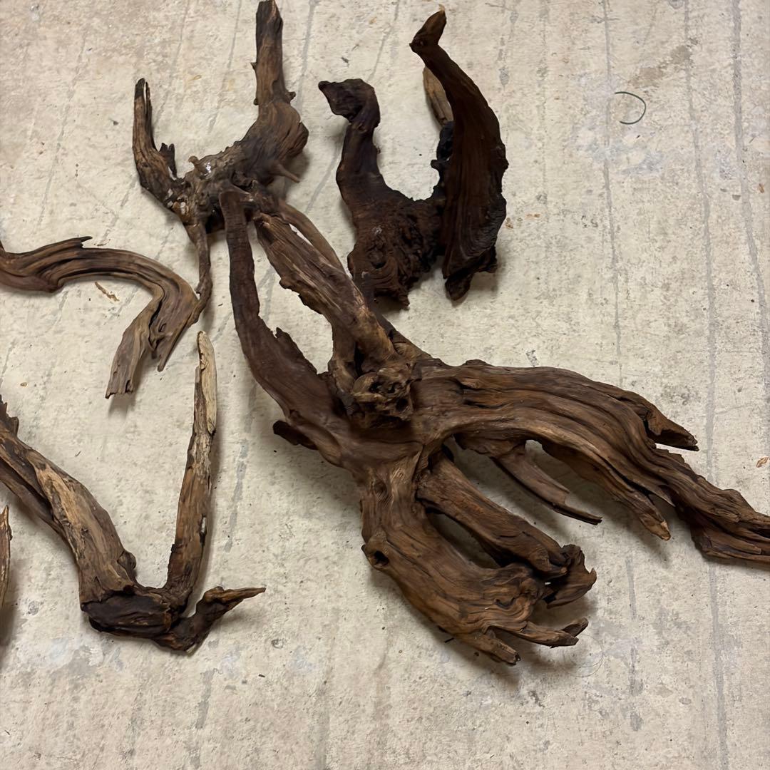 ADA ホーンウッド　流木　アクアリウム　テラリウム　大型