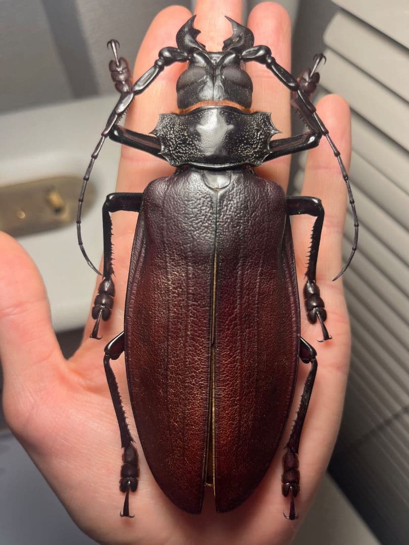 【131mm】タイタンオオウスバカミキリ カブトムシクワガタハナムグリ標本