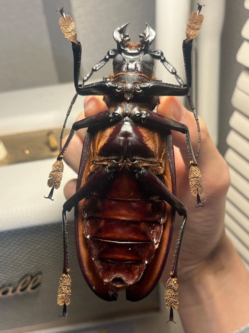 【131mm】タイタンオオウスバカミキリ カブトムシクワガタハナムグリ標本