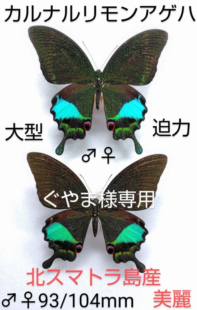 ★ぐやま様☆専用2点★カルナルリモンアゲハとシナカラスアゲハ