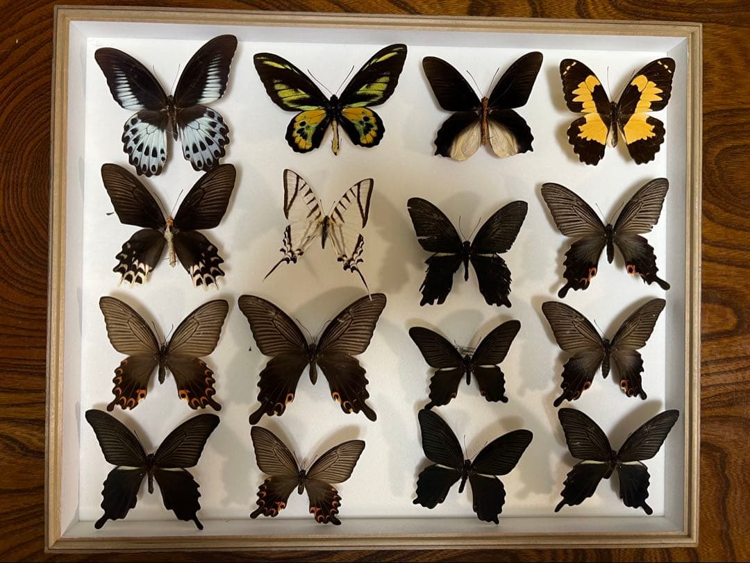 希少蝶標本ドイツガラス木箱現状品のみ41x50x6cm