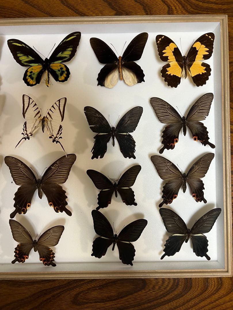 希少蝶標本ドイツガラス木箱現状品のみ41x50x6cm