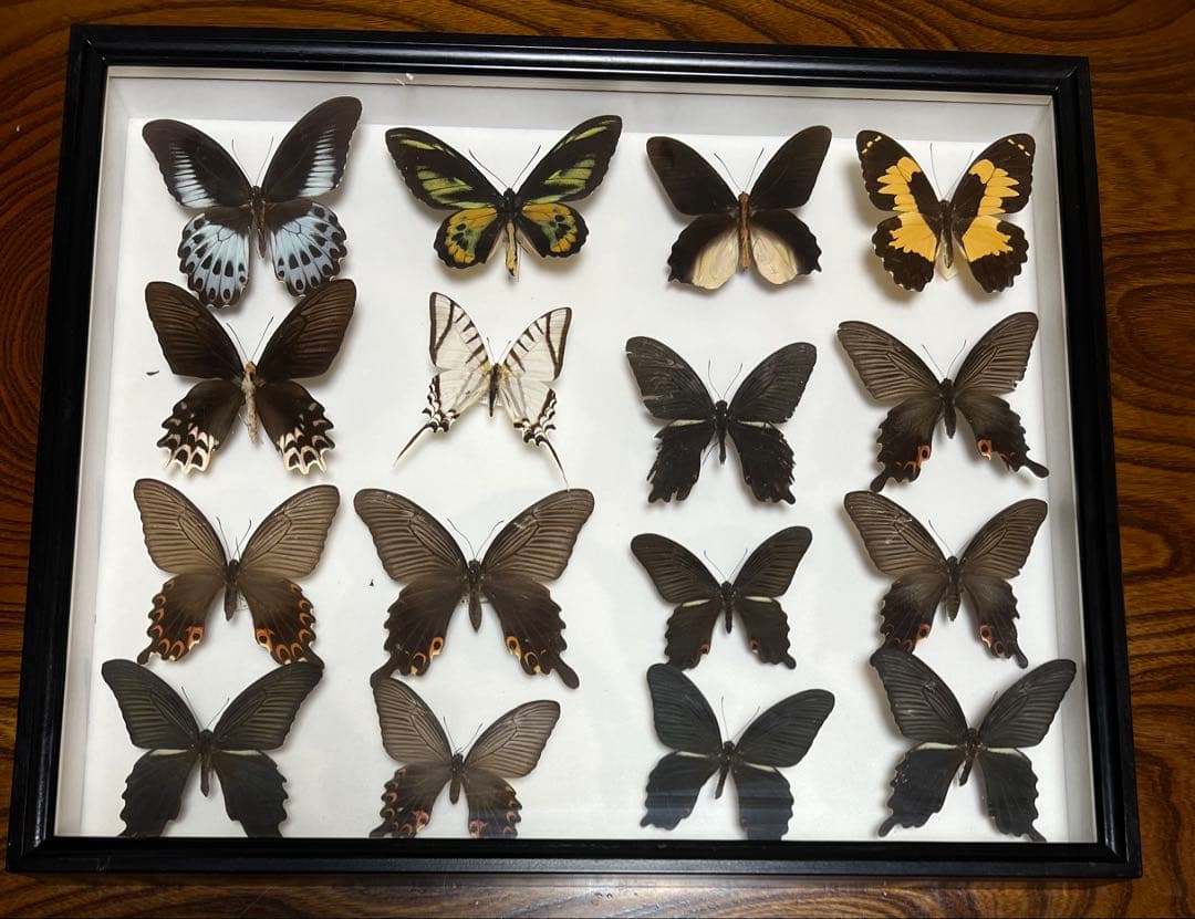 希少蝶標本ドイツガラス木箱現状品のみ41x50x6cm