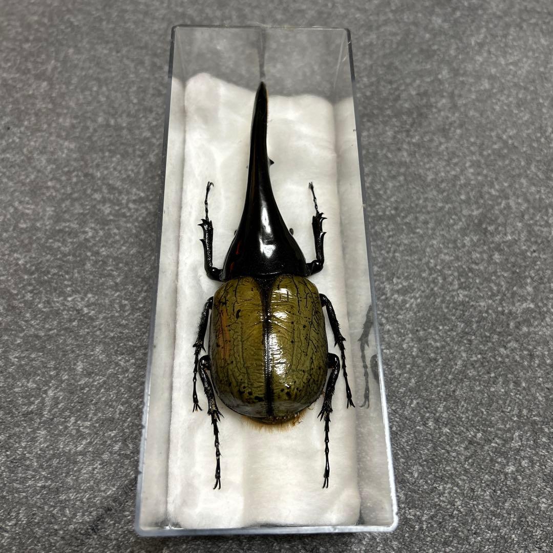 【DHヘラクレス】153mm 標本