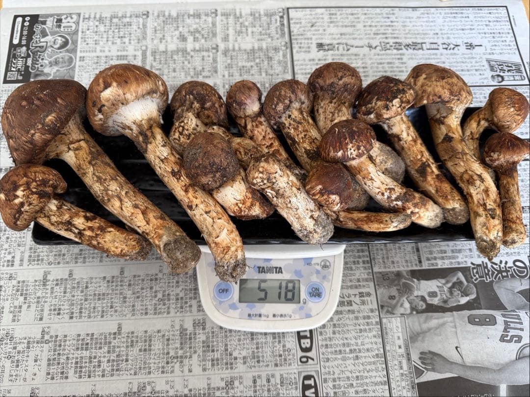 松茸　北海道　500g 訳あり　⑥　国産